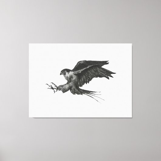 Peregrine Hawk canvas print (Voorkant)