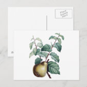  peren briefkaart (Voorkant / Achterkant)