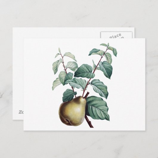  peren briefkaart (Voorkant / Achterkant)