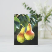 peren briefkaart (Staand voorkant)