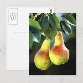 peren briefkaart (Voorkant / Achterkant)