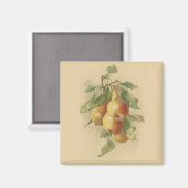  peren magneet (Voorkant / Achterkant)