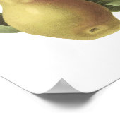 peren (Pyrus sp.) van Redouté Poster (Hoek)