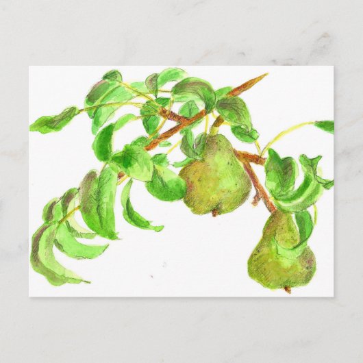 Peren Waterverf Zomer Fruit Schilderij Briefkaart (Voorkant)