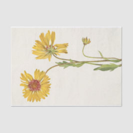 Perennial Gaillardia door Mary Vaux Walcott Tissuepapier