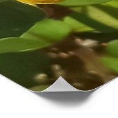 Perennial Peanut Plant Big Island Hawaii Poster (Hoek)