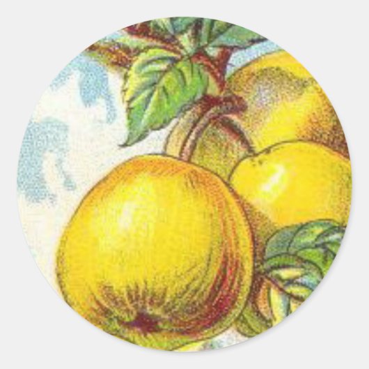  perenvrucht illustratie geel groen ronde sticker (Voorkant)