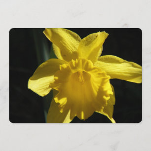 Perfect Daffodil Kaart