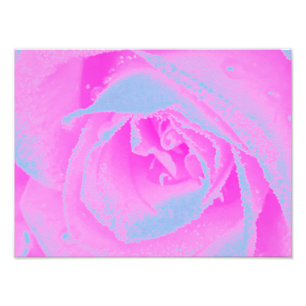 Perfect hete roze en lichtblauwe roosdetail foto afdruk