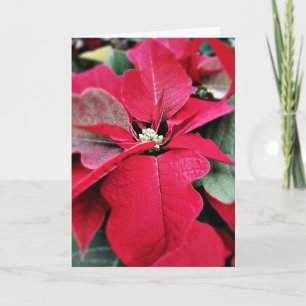 Perfect op Point Poinsettia Holiday Card Feestdagen Kaart
