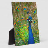 Perfect Peacock Plumage Fotoplaat (Zijkant)