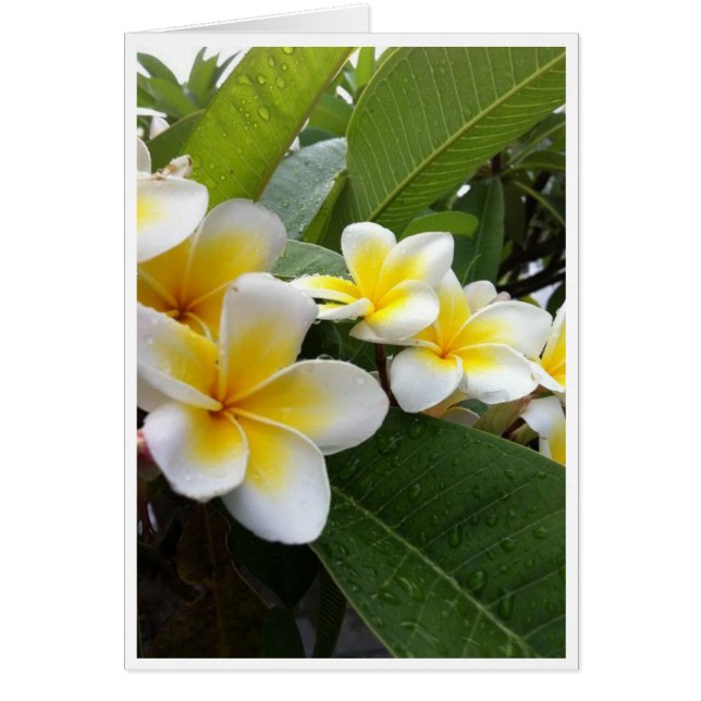 Perfect Plumeria (Voorkant)