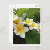 Perfect Plumeria Briefkaart (Voorkant / Achterkant)