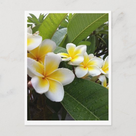 Perfect Plumeria Briefkaart (Voorkant)