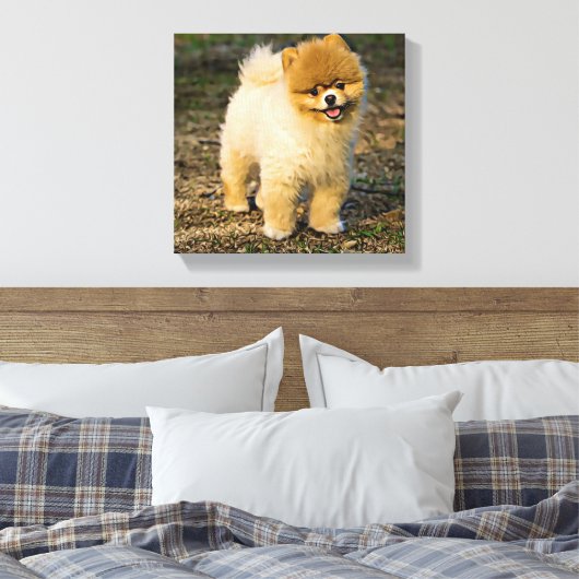Perfect Pomeranian Canvas Afdruk (Insitu (Slaapkamer))