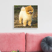 Perfect Pomeranian Canvas Afdruk (Insitu (Woonkamer))