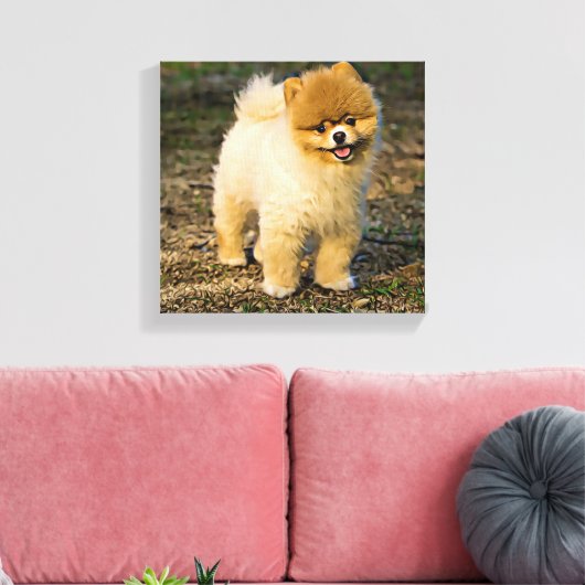 Perfect Pomeranian Canvas Afdruk (Insitu (Woonkamer))