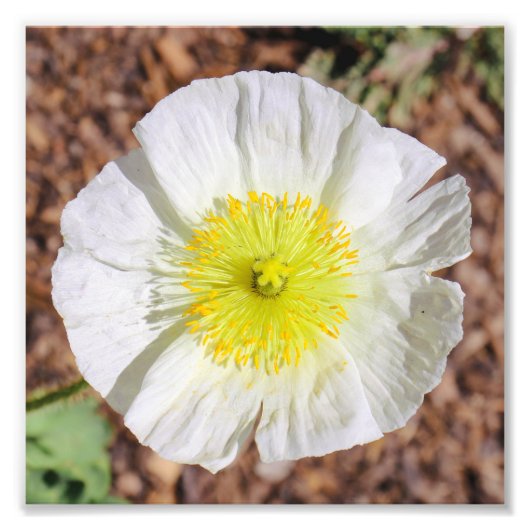 Perfect Poppy Foto Afdruk (Voorkant)