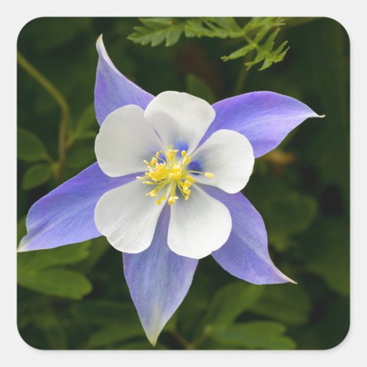 Perfect Vierkante Sticker (Voorkant)