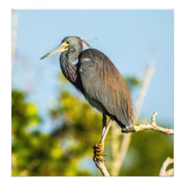 Perfect voor vogels 19,79 x 20,45 Kodak Pro Foto Afdruk