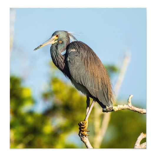 Perfect voor vogels 19,79 x 20,45 Kodak Pro Foto Foto Afdruk (Voorkant)