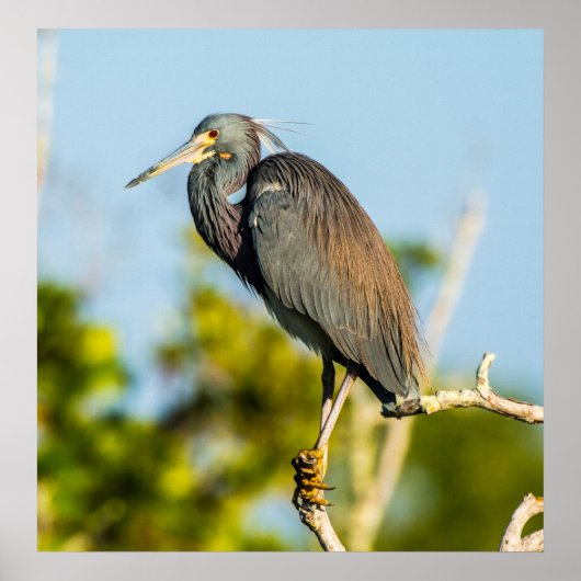 Perfect voor vogels 24 x 24.81 archiefpapier Poste Poster (Voorkant)