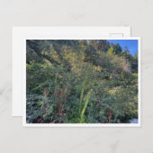 Perfect weather briefkaart (Voorkant / Achterkant)