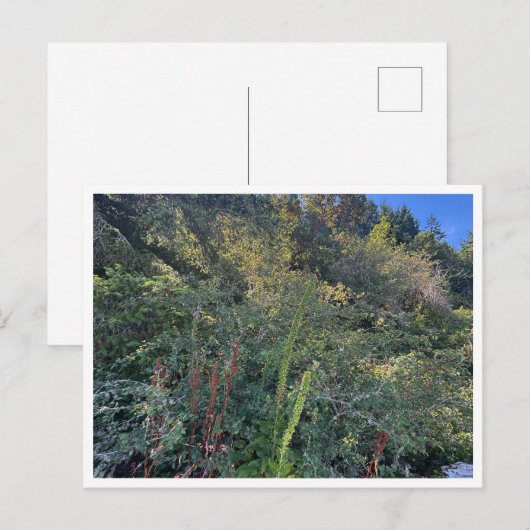 Perfect weather briefkaart (Voorkant / Achterkant)