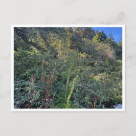 Perfect weather briefkaart