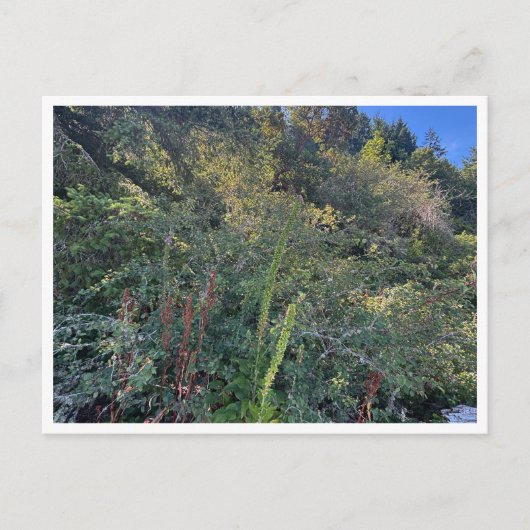 Perfect weather briefkaart (Voorkant)