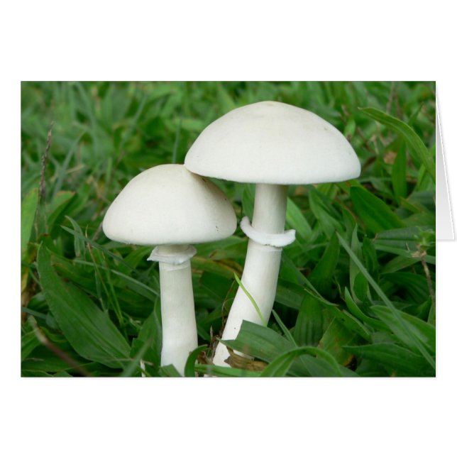 Perfect Whiecouple, paddenstoelen (Voorkant Horizontaal)