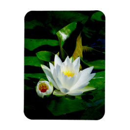 Perfect White Water Lily en Bud Magneet