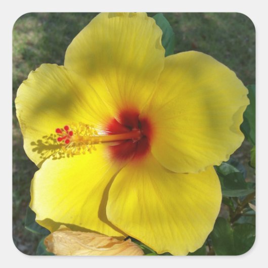 Perfect Yellow Hibiscus Flower, square sticker (Voorkant)