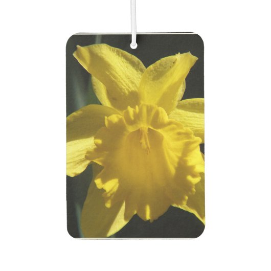Perfecte Daffodil Luchtverfrisser (Voorkant)