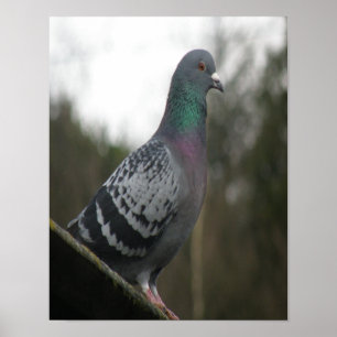 Perfecte duif afdrukken poster