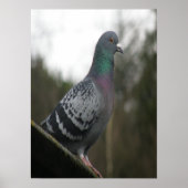 Perfecte duif afdrukken poster (Voorkant)