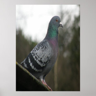 Perfecte duif afdrukken poster