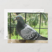 Perfecte duif briefkaart (Voorkant / Achterkant)