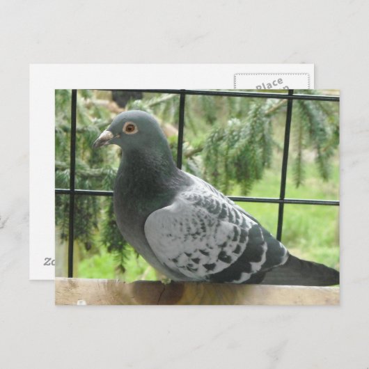 Perfecte duif briefkaart (Voorkant / Achterkant)