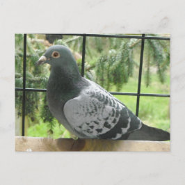 Perfecte Duif Briefkaart