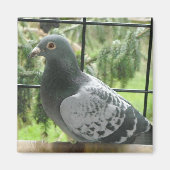 Perfecte duif magneet (Voorkant)