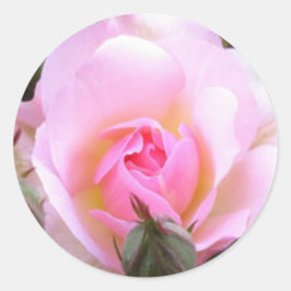 Perfecte Engelse roze Rose Ronde Sticker