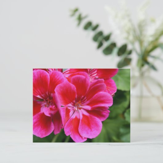 Perfecte geranium briefkaart (Staand voorkant)