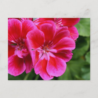 Perfecte geranium briefkaart