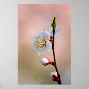Perfecte Japanse abrikozenbloem Poster