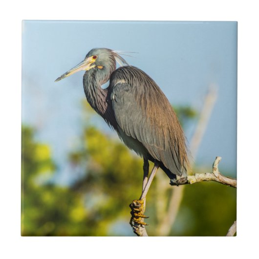 Perfecte keramische tapkunst voor vogels tegeltje (Voorkant)