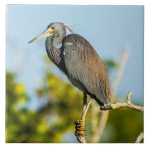 Perfecte keramische tapkunst voor vogels