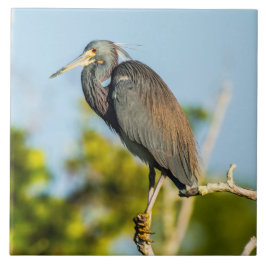 Perfecte keramische tapkunst voor vogels tegeltje