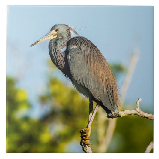 Perfecte keramische tapkunst voor vogels tegeltje (Voorkant)