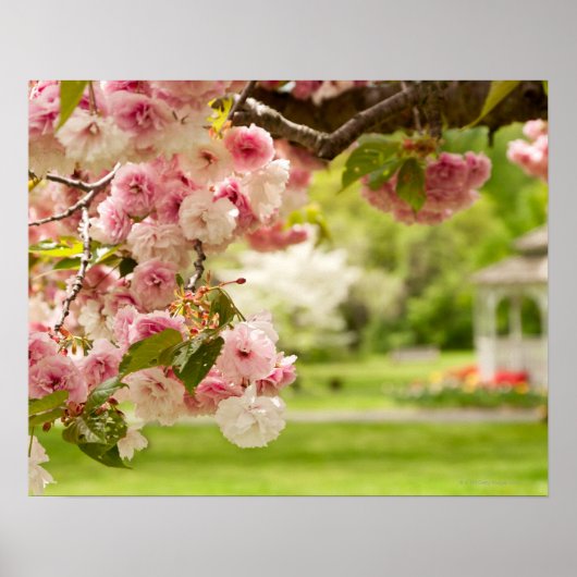 Perfecte landschapsarchitectuur met bloeiende kers poster (Voorkant)